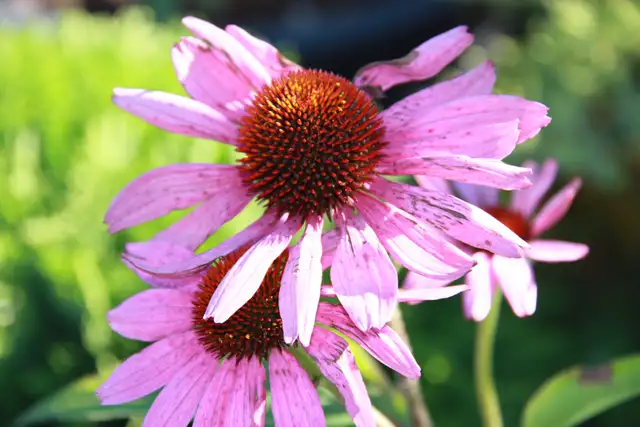 Buy Plants and Mulch Direct! - Photo 7