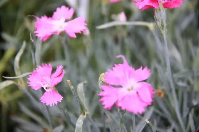 Buy Plants and Mulch Direct! - Photo 8