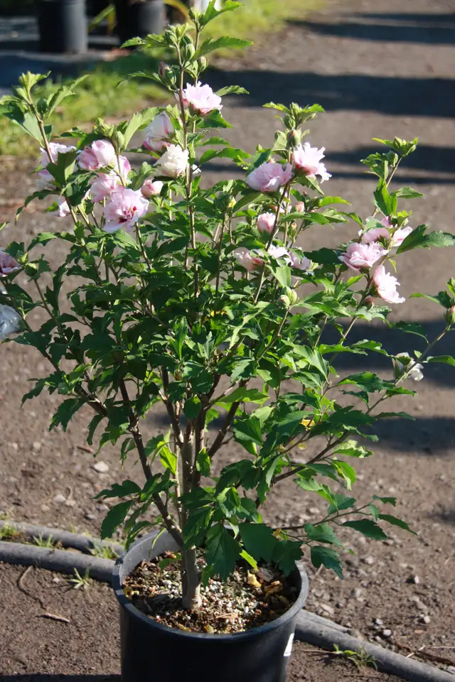 Cedars Yews Boxwoods Japanese Maples Hydrangea - Photo 7