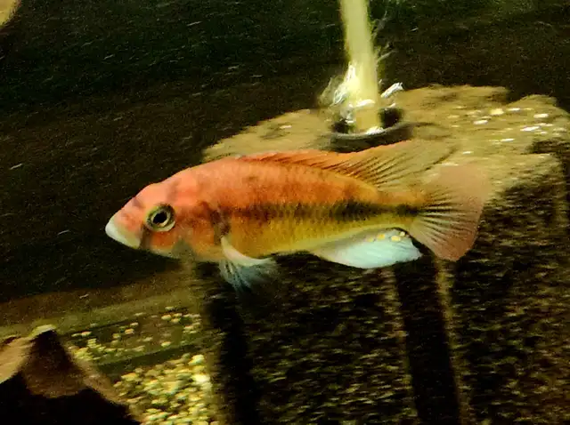 Flameback cichlid juveniles 2'-3'