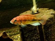 Flameback cichlid juveniles 2'-3'