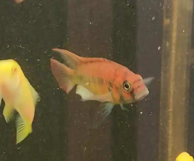 Flameback cichlid juveniles 2'-3' - Photo 3