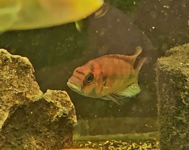 Flameback cichlid juveniles 2'-3' - Photo 5