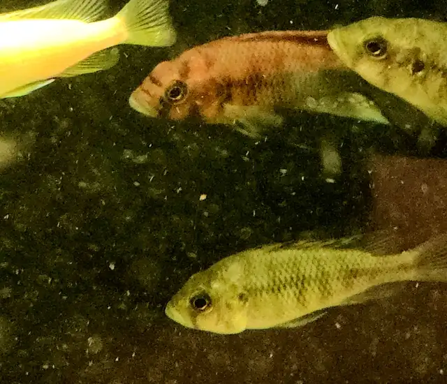 Flameback cichlid juveniles 2'-3' - Photo 6