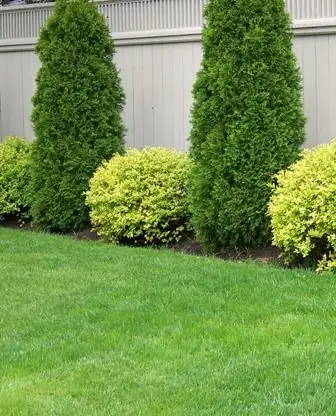 Cedars , Boxwoods , Yews , Japanese Maple