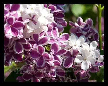 Cedars , Boxwoods , Yews , Japanese Maple - Photo 6
