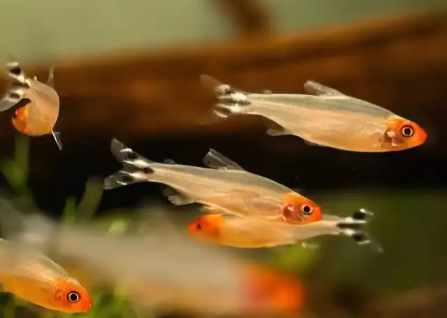 Lrg rummynose tetra 1'-1.5'