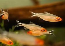 Lrg rummynose tetra 1'-1.5'