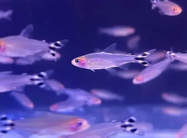 Lrg rummynose tetra 1'-1.5' - Photo 3