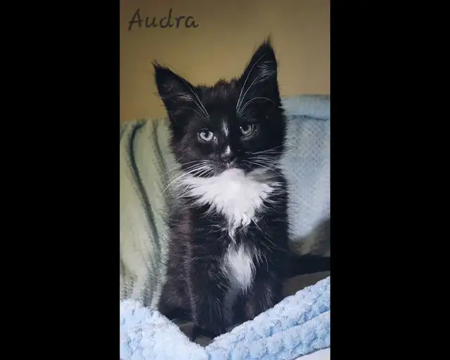 Maine Coon Kittens Ready for their Forever homes!