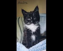 Maine Coon Kittens Ready for their Forever homes!