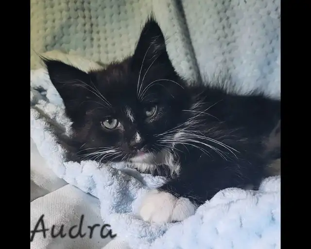 Maine Coon Kittens Ready for their Forever homes! - Photo 2