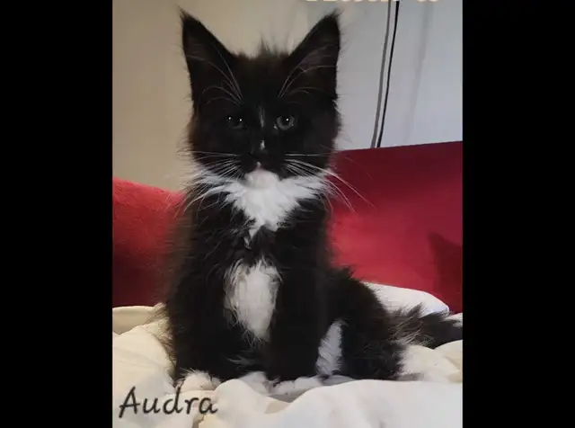 Maine Coon Kittens Ready for their Forever homes! - Photo 3