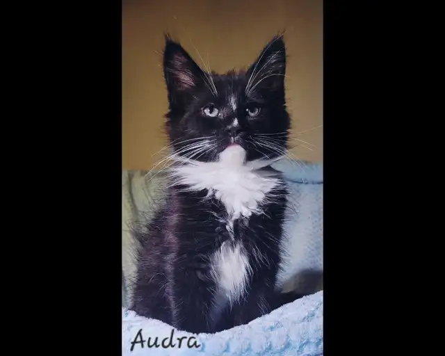 Maine Coon Kittens Ready for their Forever homes! - Photo 4