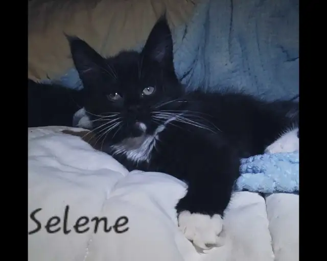 Maine Coon Kittens Ready for their Forever homes! - Photo 9