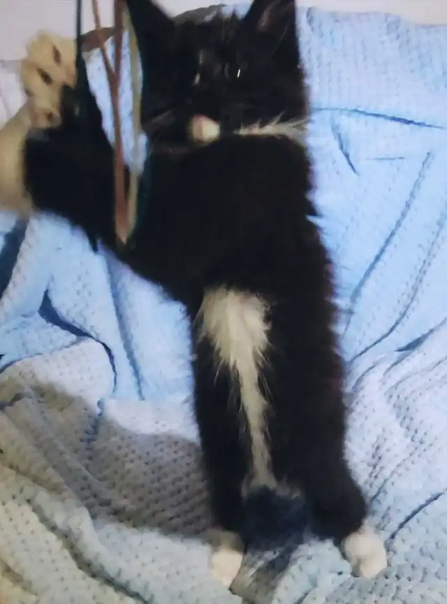 Maine Coon Kittens Ready for their Forever homes! - Photo 10