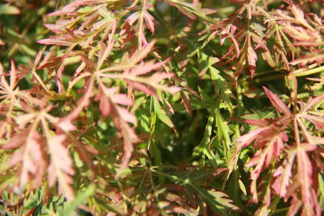 Cedars Yews Boxwoods Japanese Maple Plants - Photo 9