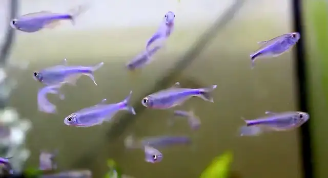 Lrg blue cochu's tetras 1.5'
