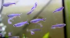 Lrg blue cochu's tetras 1.5'