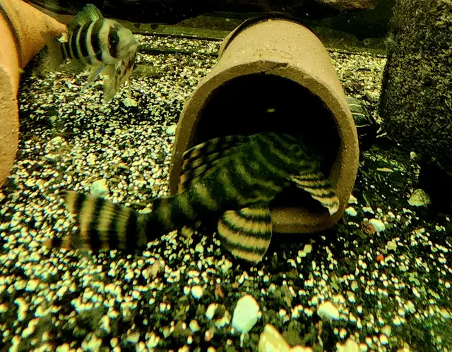 L397 red tiger pleco 3'-3.5'