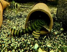 L397 red tiger pleco 3'-3.5'