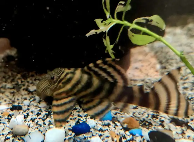L397 red tiger pleco 3'-3.5' - Photo 2