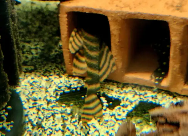 L397 red tiger pleco 3'-3.5' - Photo 3