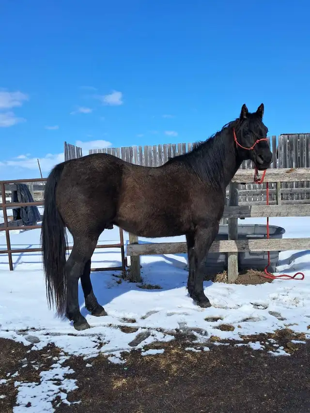 Solid Quarter horse gelding