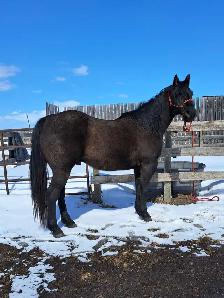 Solid Quarter horse gelding