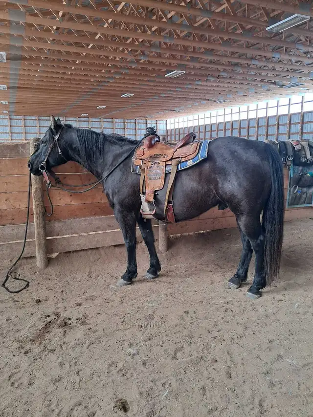 Solid Quarter horse gelding - Photo 2