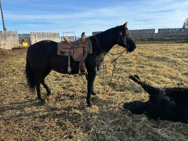 Solid Quarter horse gelding - Photo 3