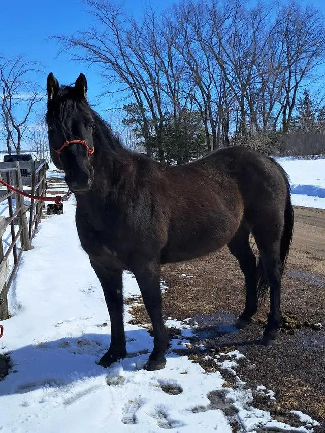 Solid Quarter horse gelding - Photo 4