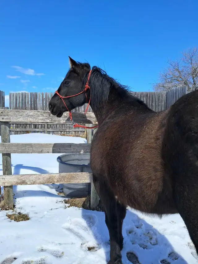 Solid Quarter horse gelding - Photo 5
