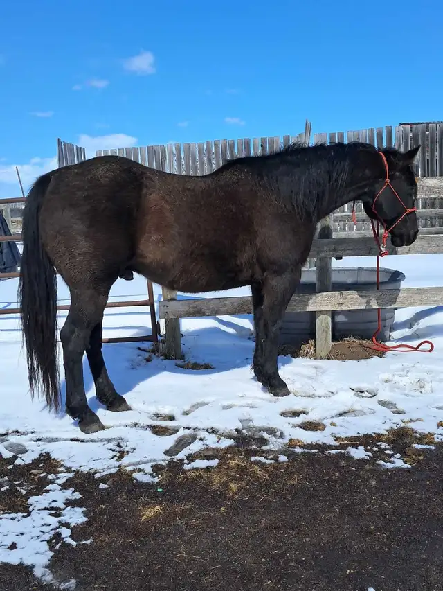 Solid Quarter horse gelding - Photo 6