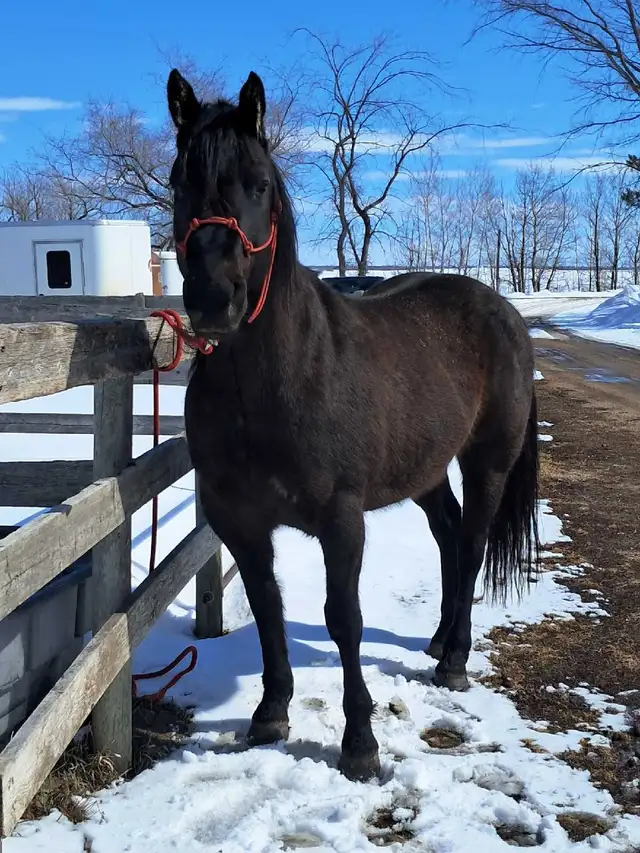 Solid Quarter horse gelding - Photo 7