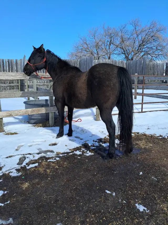 Solid Quarter horse gelding - Photo 8