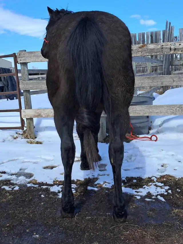 Solid Quarter horse gelding - Photo 9