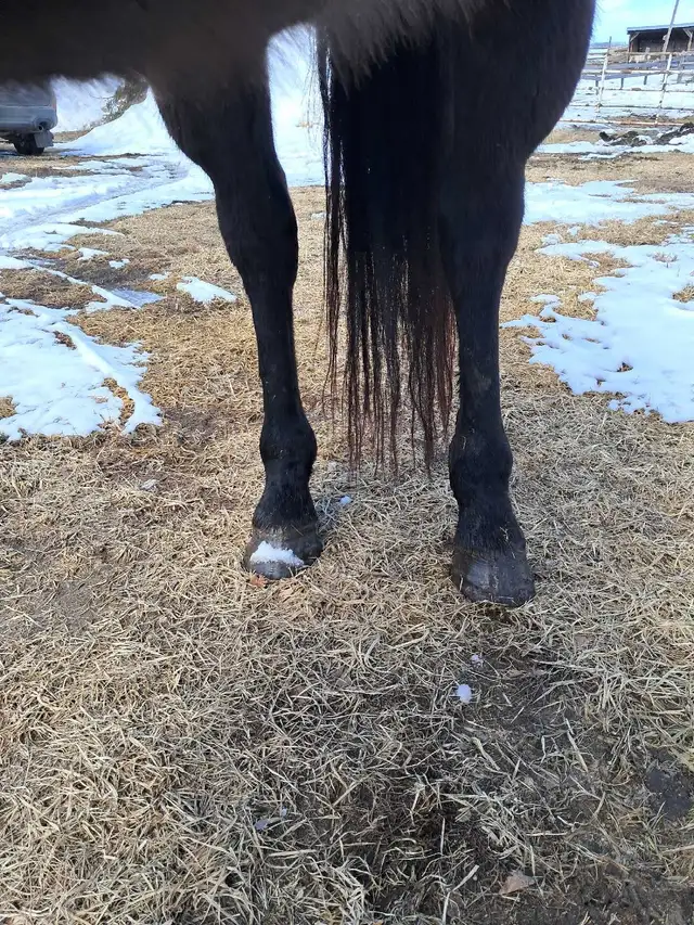 Solid Quarter horse gelding - Photo 10