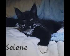 Maine Coon Kittens 9 weeks old!