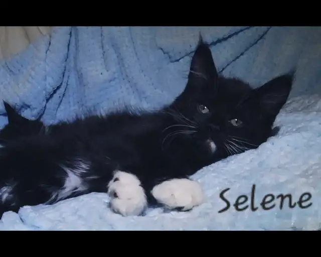 Maine Coon Kittens 9 weeks old! - Photo 2