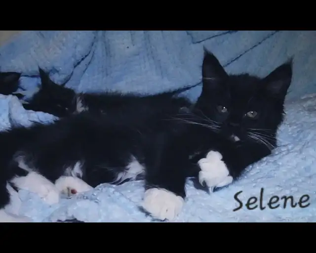 Maine Coon Kittens 9 weeks old! - Photo 3