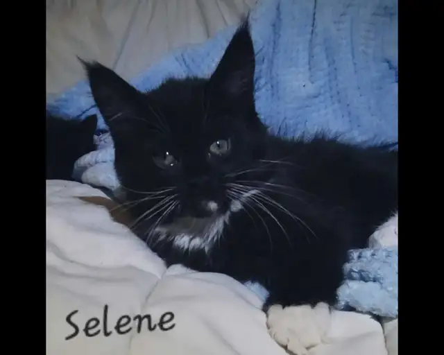 Maine Coon Kittens 9 weeks old! - Photo 4