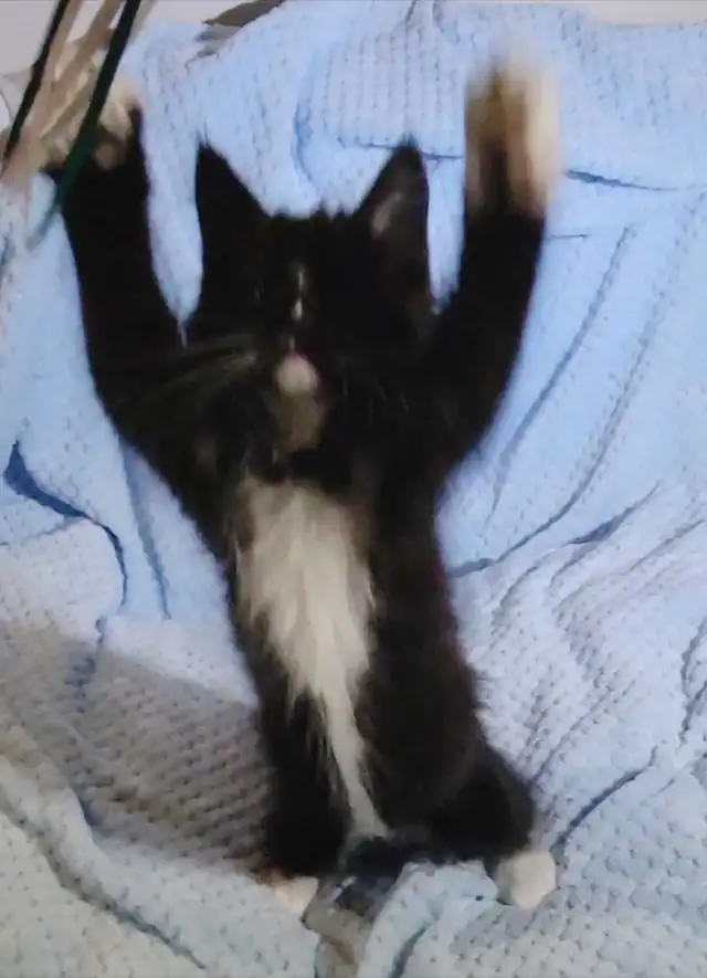 Maine Coon Kittens 9 weeks old! - Photo 10