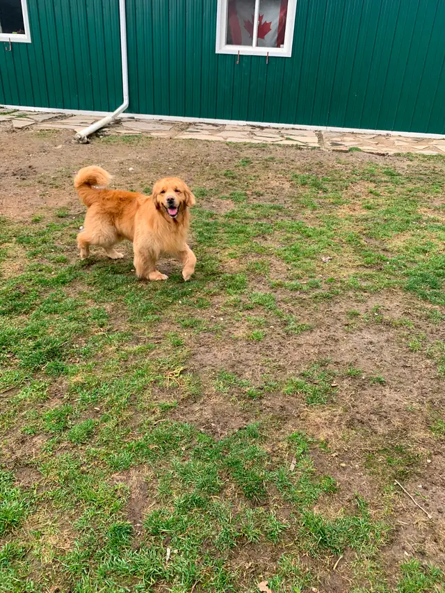 Golden Retriever Mature Male