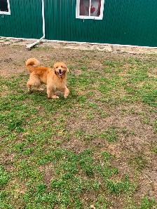 Golden Retriever Mature Male