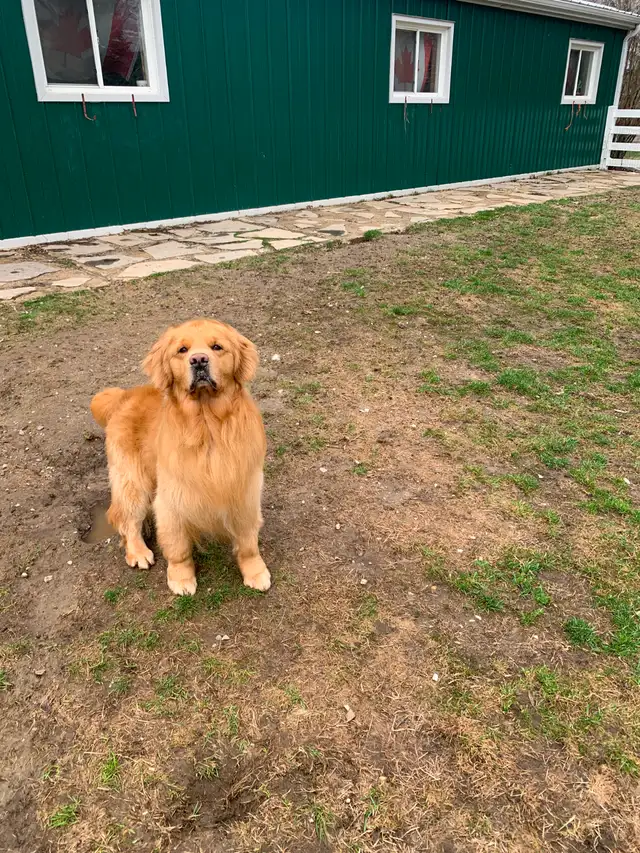 Golden Retriever Mature Male - Photo 2