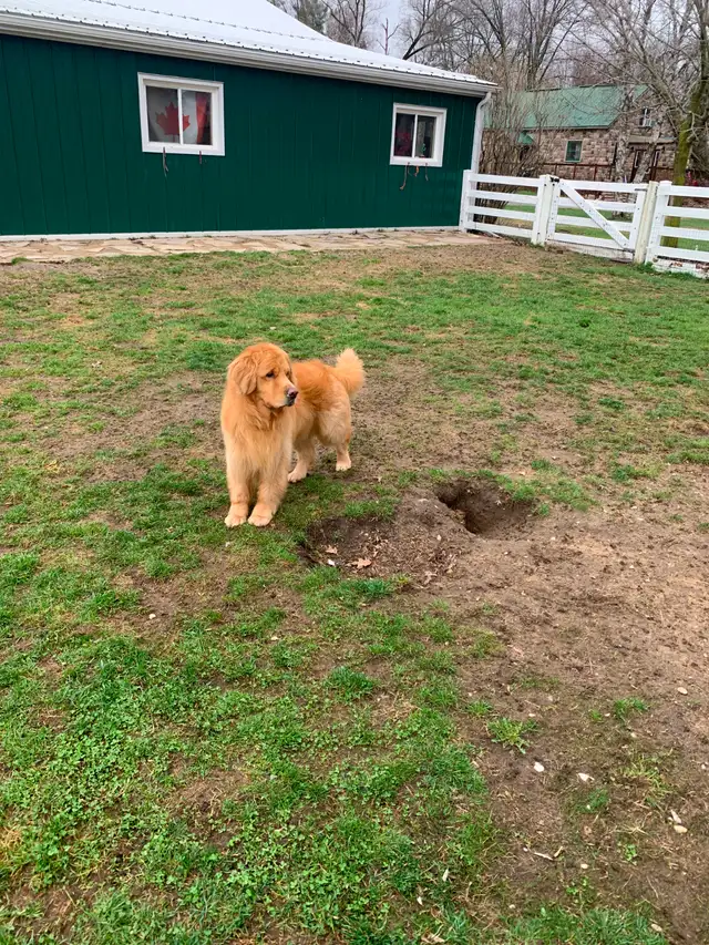 Golden Retriever Mature Male - Photo 3