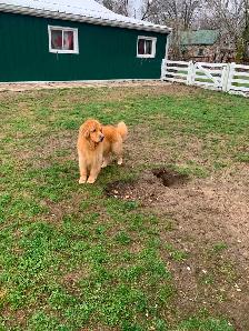 Golden Retriever Mature Male - Photo 3