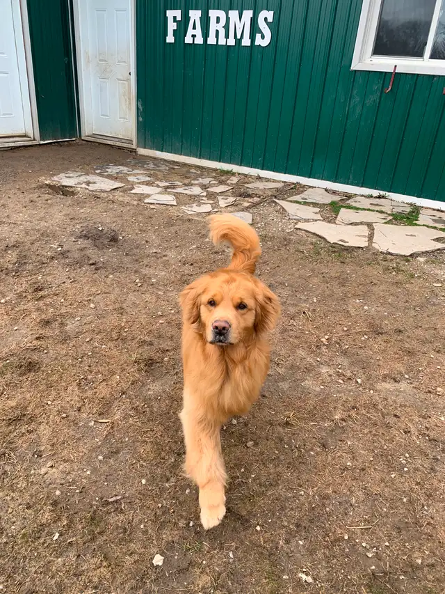 Golden Retriever Mature Male - Photo 4