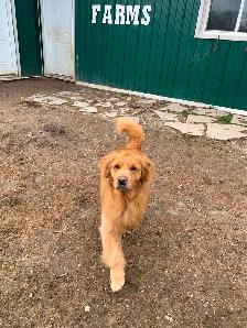 Golden Retriever Mature Male - Photo 4